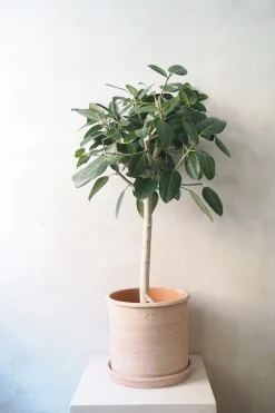 Ficus Audrey, stor