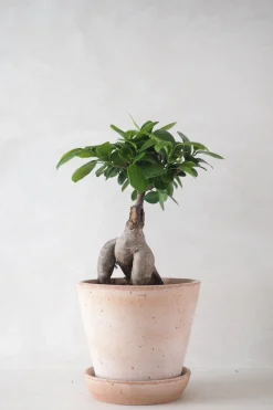 Ficus Bonsai Ginseng