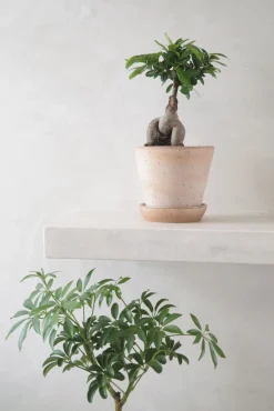 Ficus Bonsai Ginseng