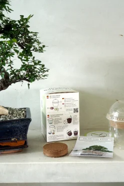 Frø - Bonsai, DIY kit