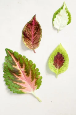 Frø - Paletblad, Wizard Velvet Red