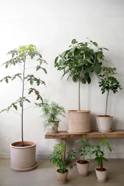 Gartnerens plantepakke - Raw rosa