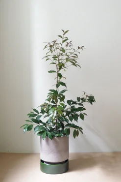 Hoff krukke, raw grey + grøn underskål