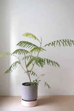 Hoff krukke, raw grey + rosa underskål, gulvkrukke