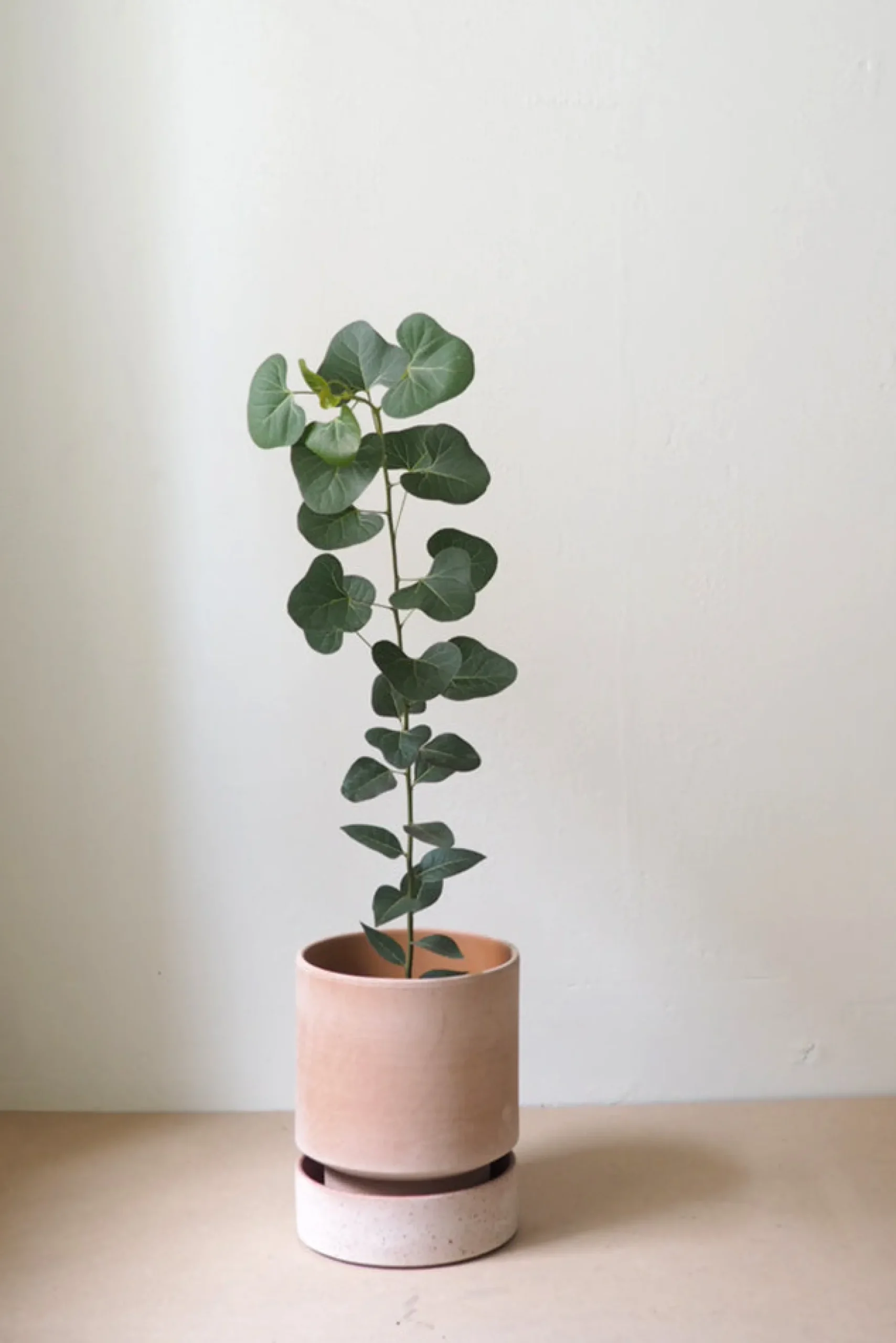 Hoff krukke, raw rosa + raw rosa underskål