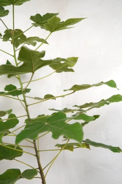 Kærlighedstræ (Fingerblad) medium