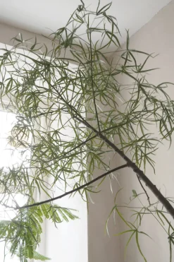 Kærlighedstræ (Stjerneblad) Stor