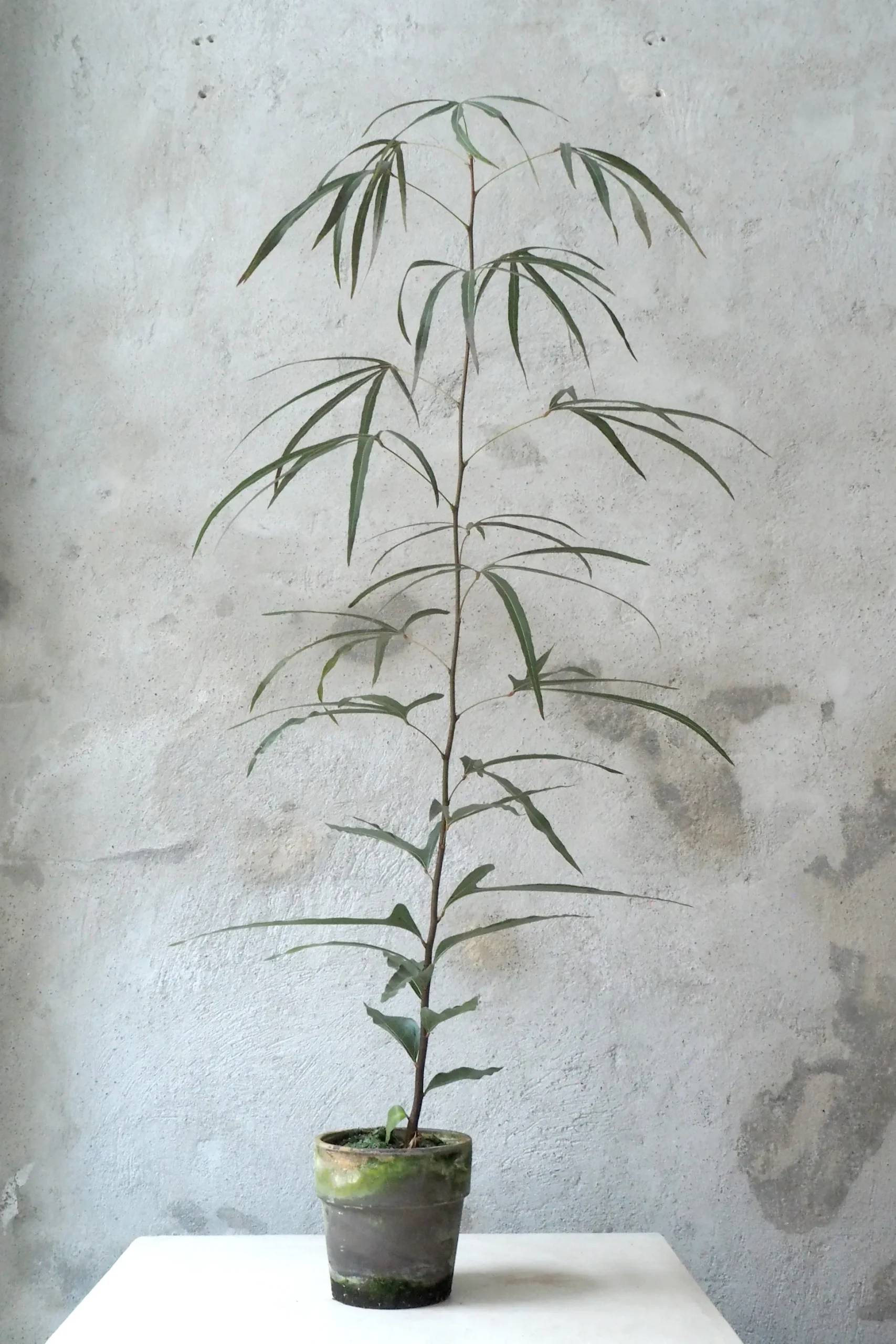 Kærlighedstræ (Trefod) medium