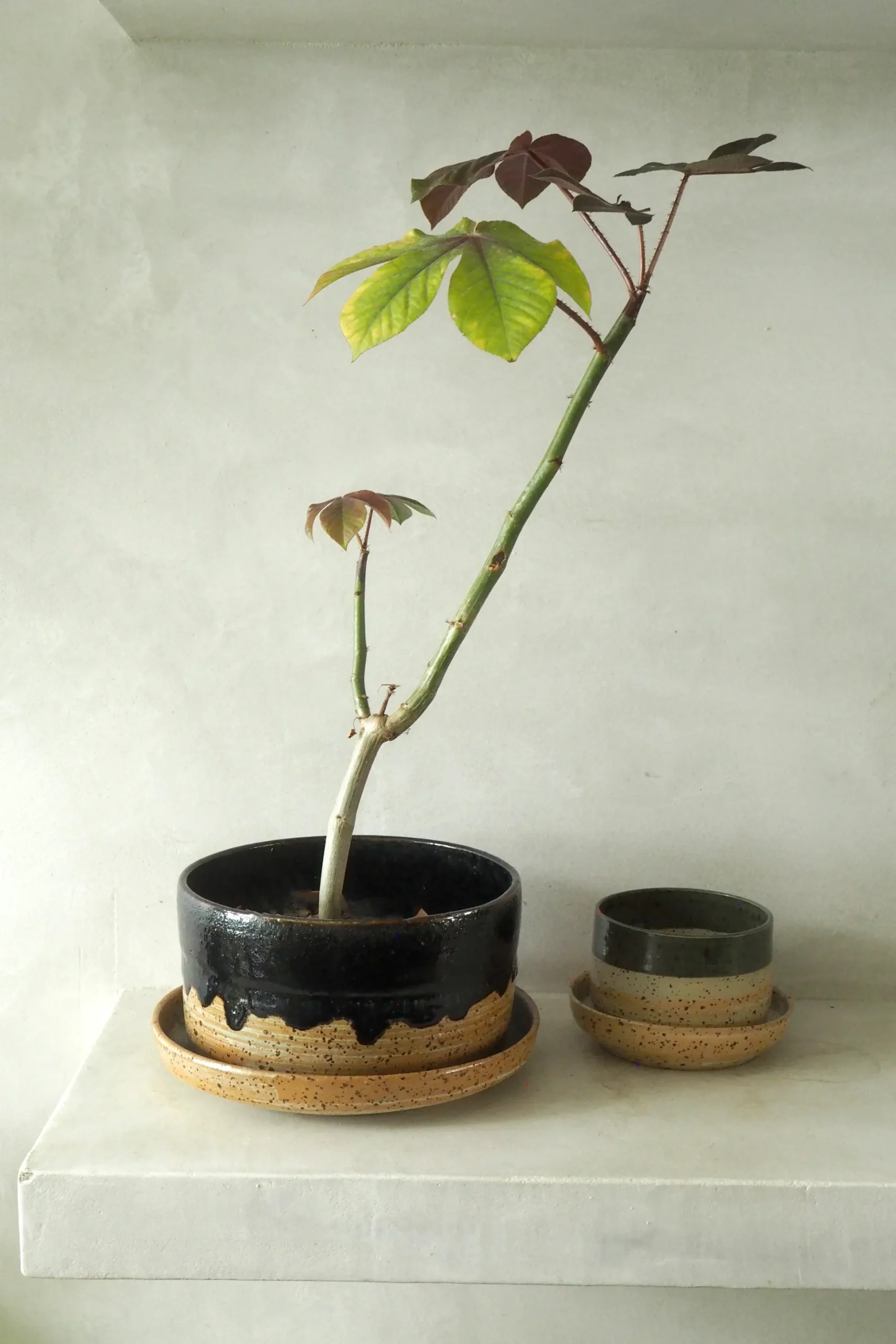 Nina Frigg xl krukke