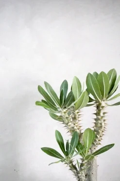 Pachypodium Horombense