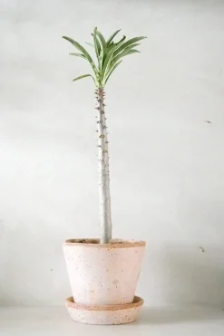 Pachypodium rutenbergianum
