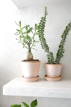 Pachypodium succulentum, stor