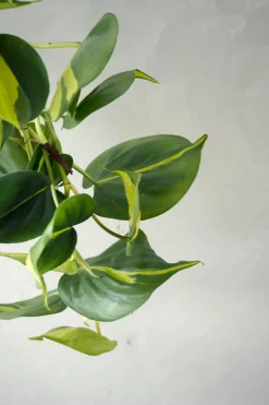 Philodendron Brazil, stor
