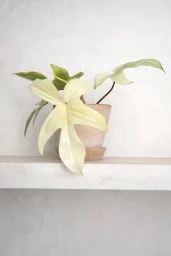 Philodendron Florida Ghost
