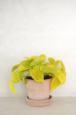 Philodendron Lemon lime