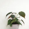 Philodendron micans