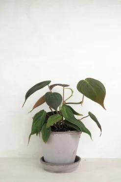 Philodendron micans