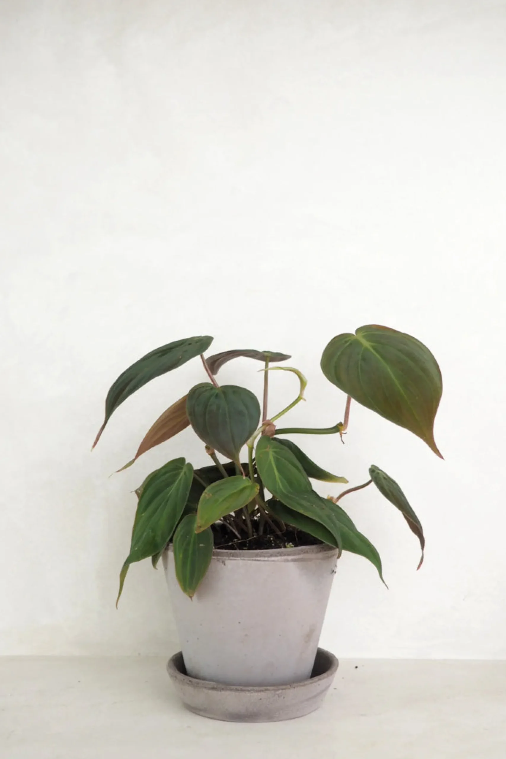 Philodendron micans