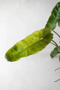 Philodendron paraiso verde