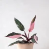Philodendron Pink princess