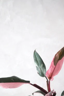 Philodendron Pink princess