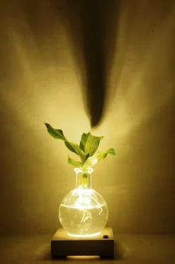 Plantelampe, Dracena