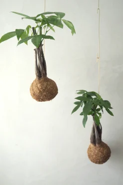 Planteplanet, flerstammet Lykkekastanje