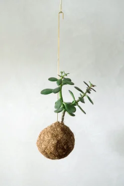 Planteplanet, Paradistræ