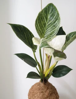 Planteplanet, Philodendron Birkin