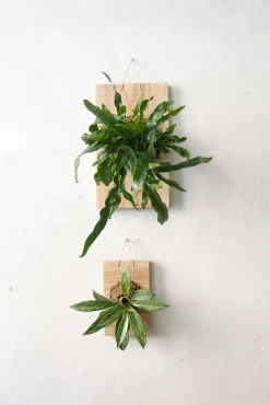 Plantetrofæ, Hoya Sivler spot, small