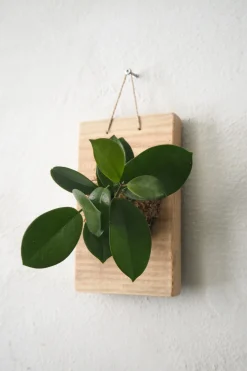 Plantetrofæ, Hoya, small