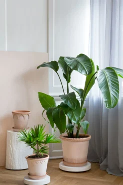 Rolling stones - rulleplade til gulvplanter