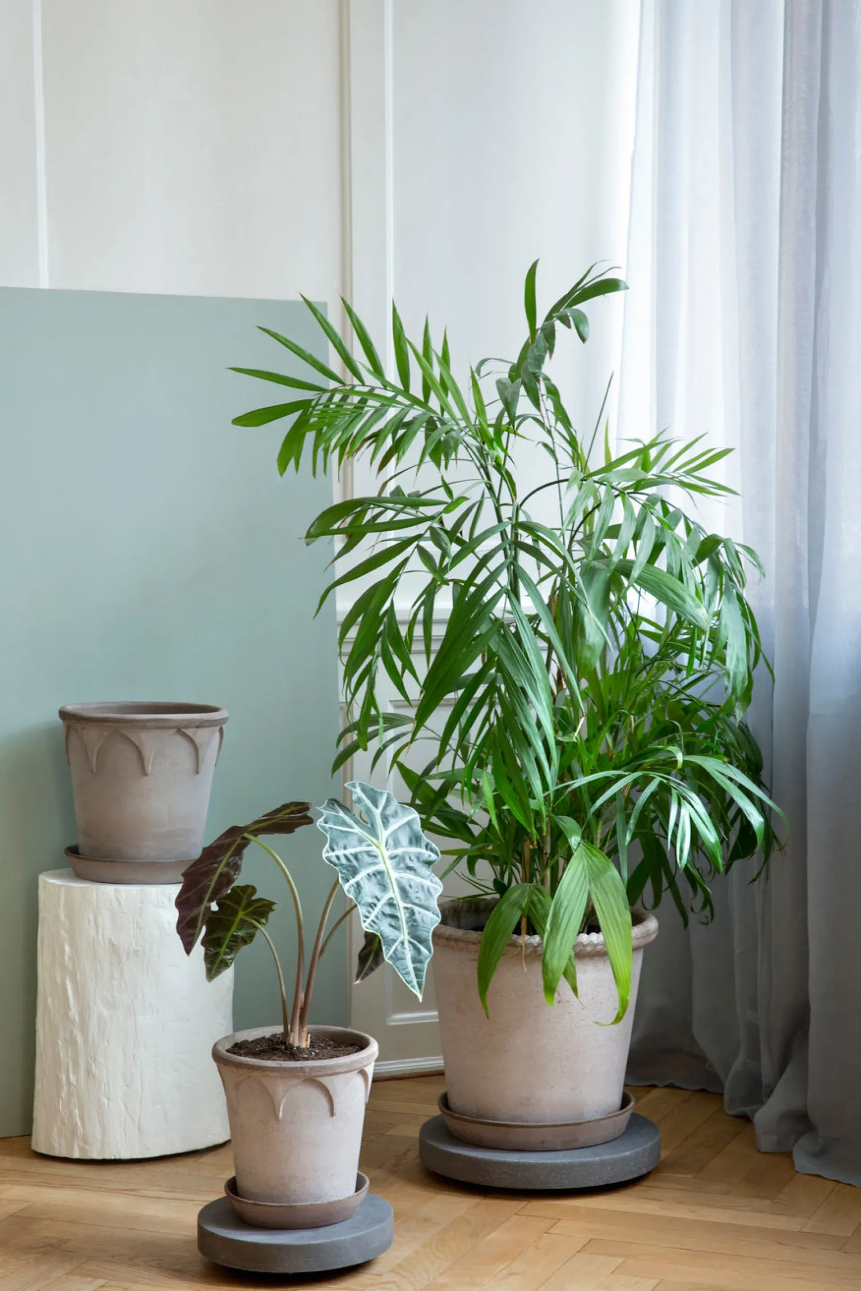 Rolling stones - rulleplade til gulvplanter