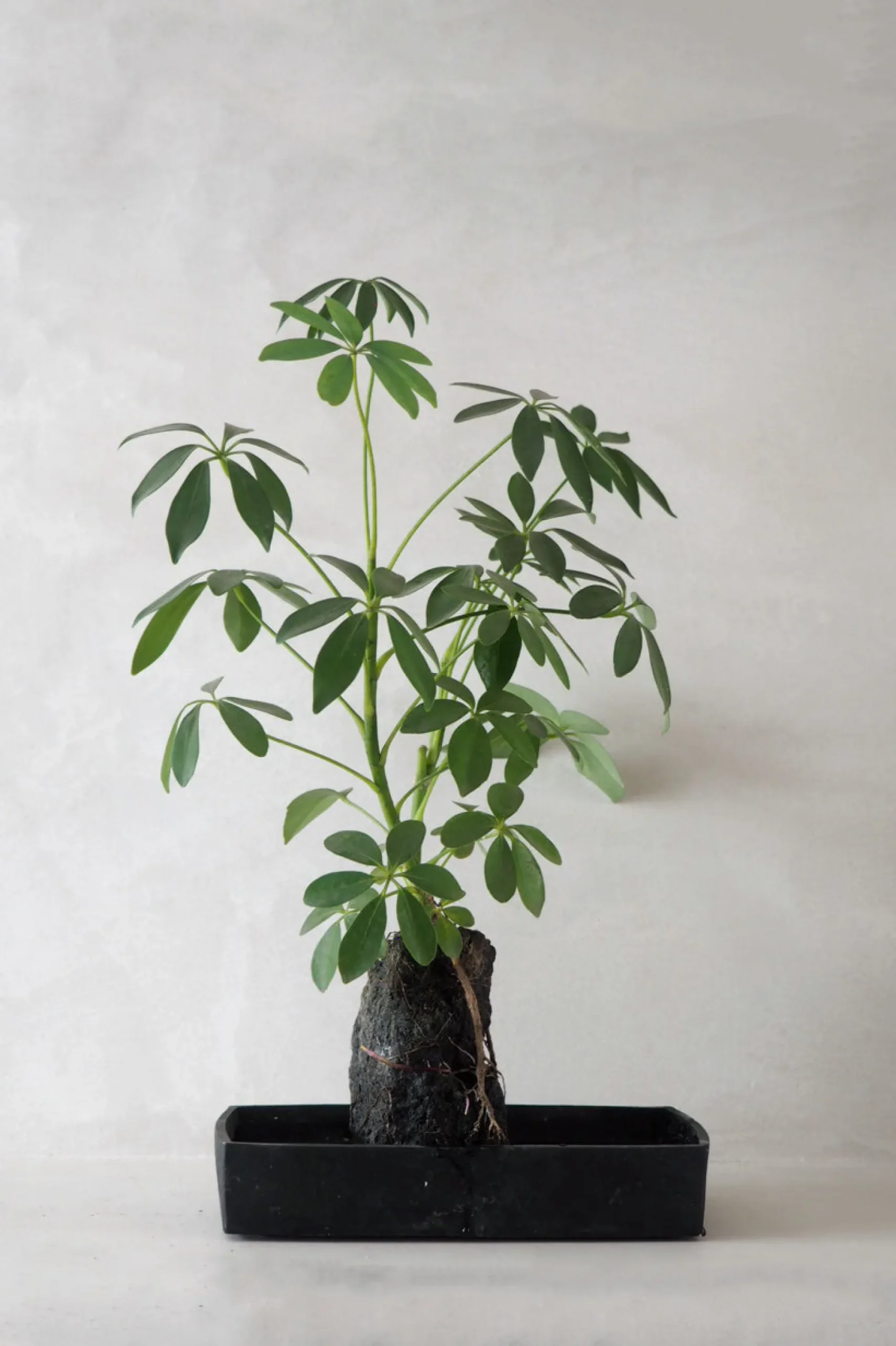 Schefflera på Lavasten