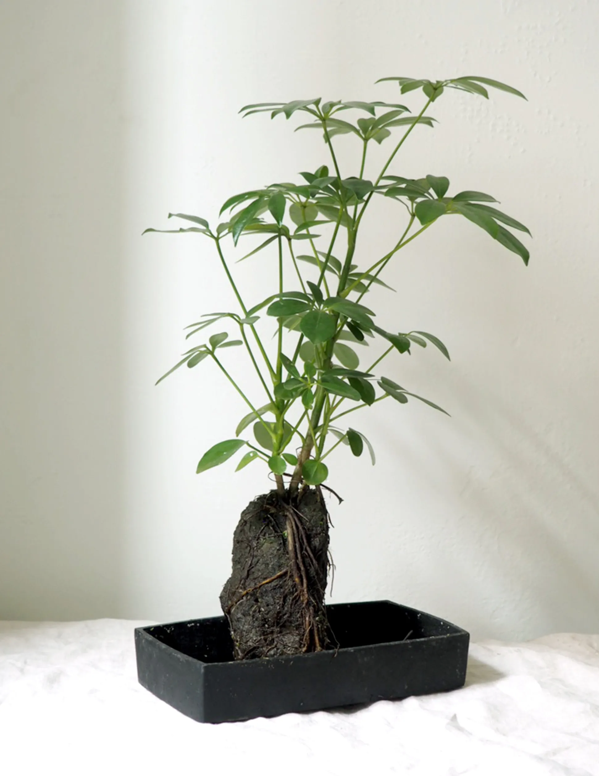 Schefflera på Lavasten