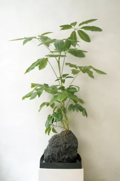 Schefflera på Lavasten, oversize