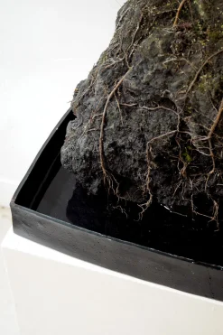 Schefflera på Lavasten, oversize