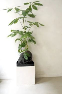 Schefflera på Lavasten, oversize