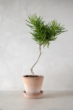 Senecio barbertonicus