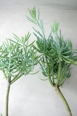 Senecio Talinoidem