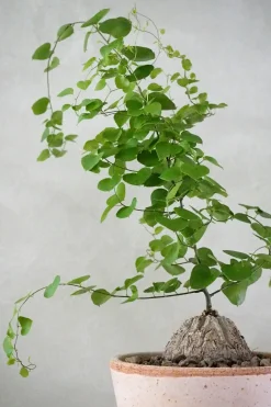 Skildpaddeplante - Dioscorea Elepantipes