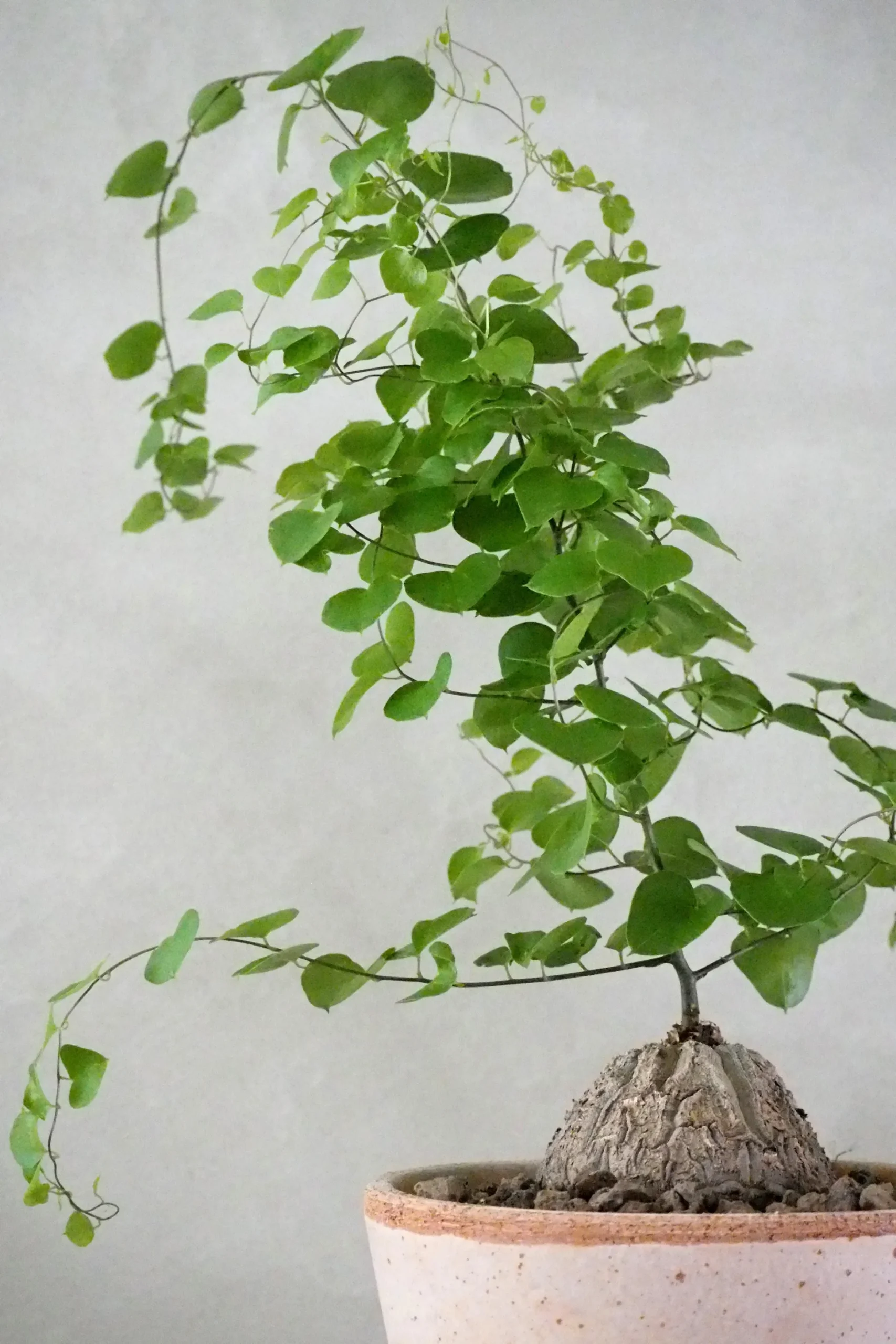 Skildpaddeplante - Dioscorea Elepantipes