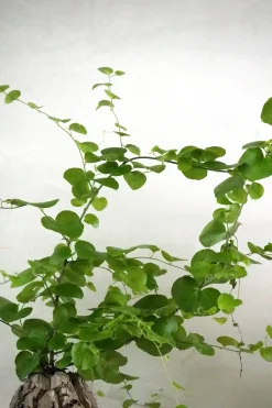 Skildpaddeplante - Dioscorea Elepantipes