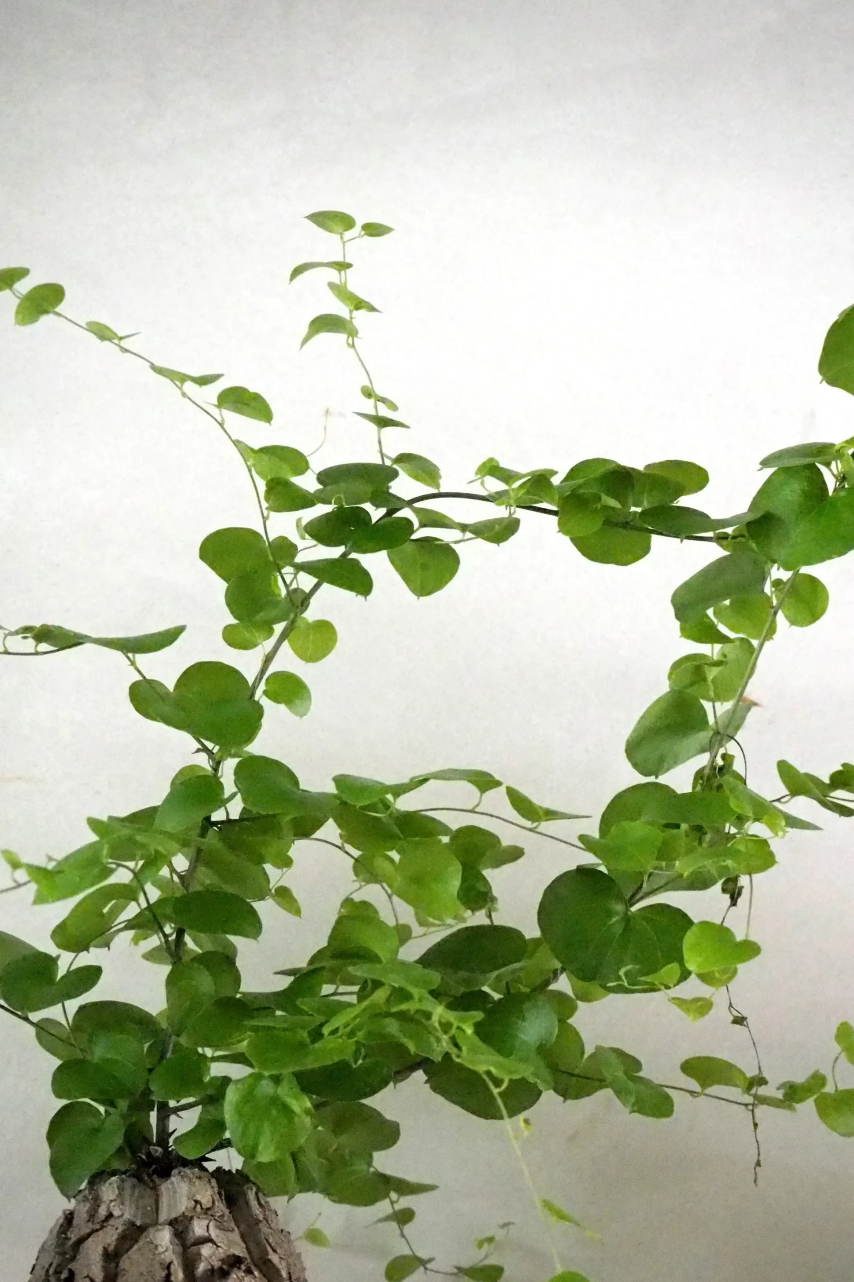 Skildpaddeplante - Dioscorea Elepantipes