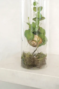 Snaily Dischidia - i glasvase