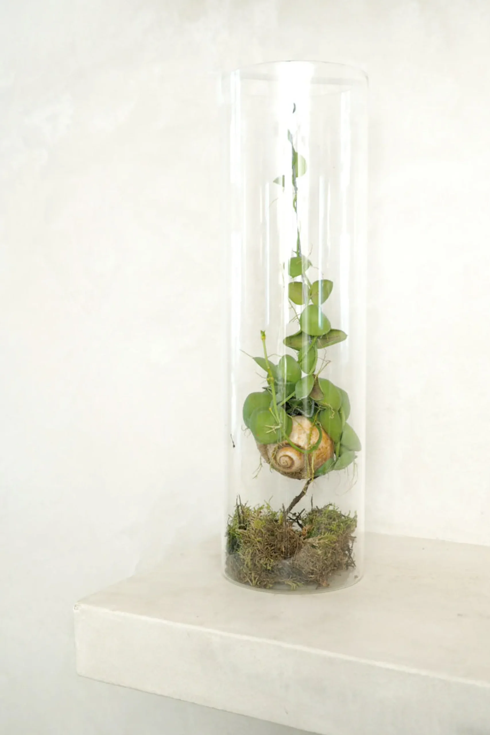 Snaily Dischidia - i glasvase