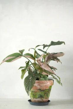 Syngonium red spot tricolor