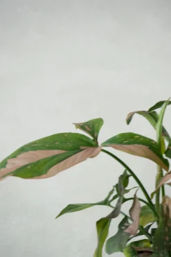 Syngonium red spot tricolor