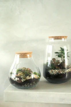 Terrarie med Ficus Bonsai no. 18