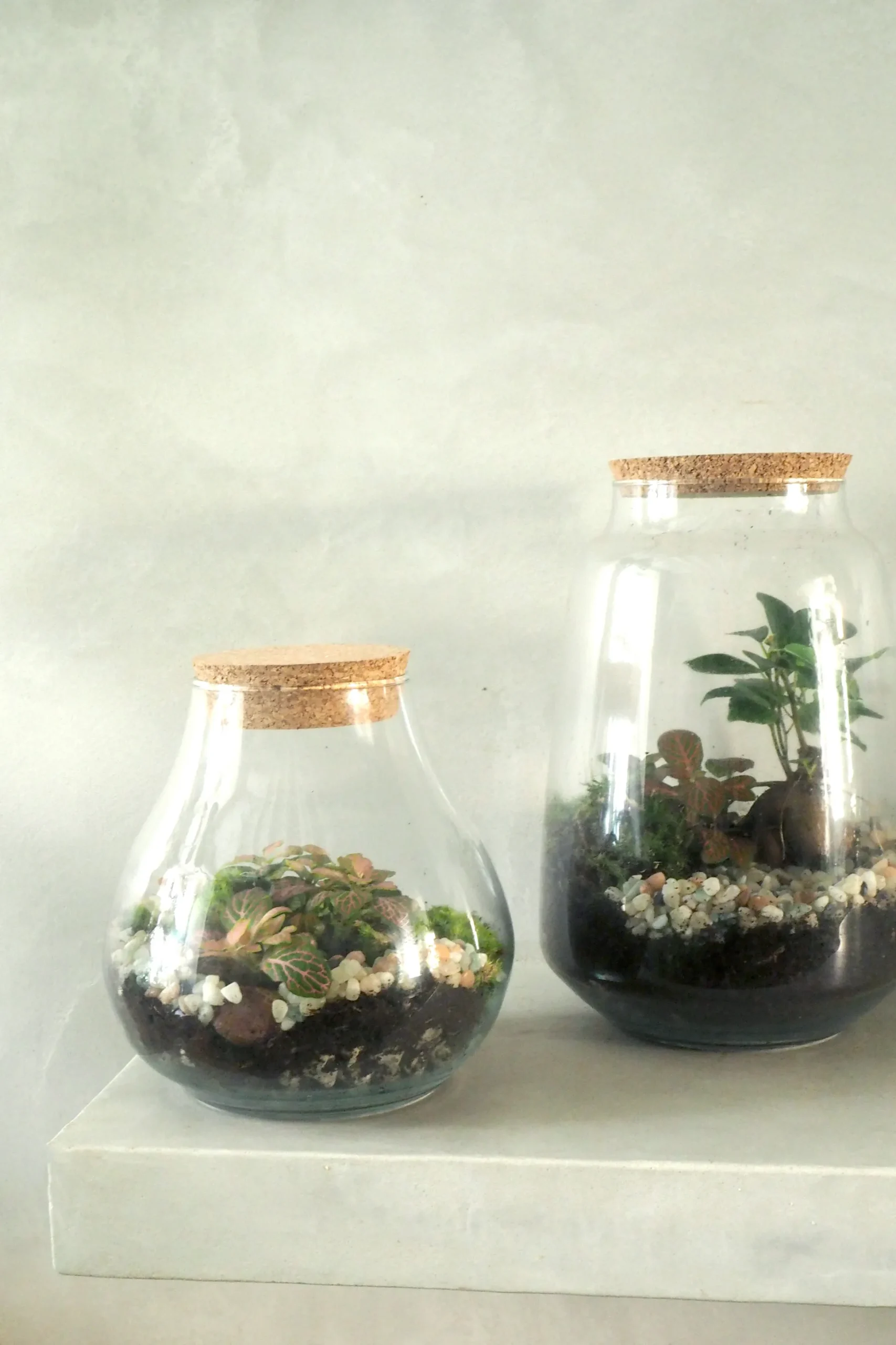 Terrarie med Ficus Bonsai no. 18